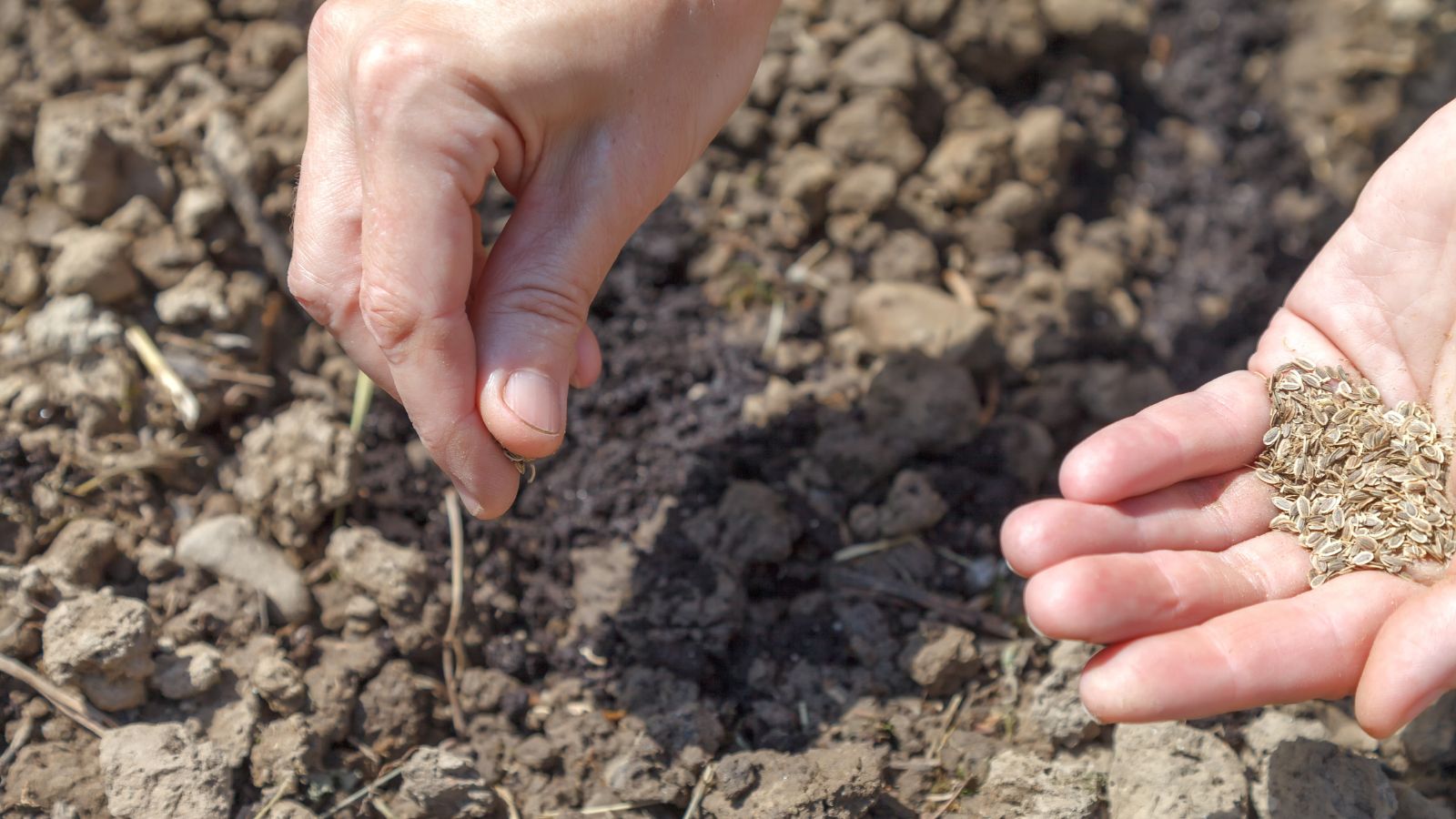 A person using bare hands to sprinkle Petroselinum crispum seeds on soil that appear to have a dark and ashy brown color