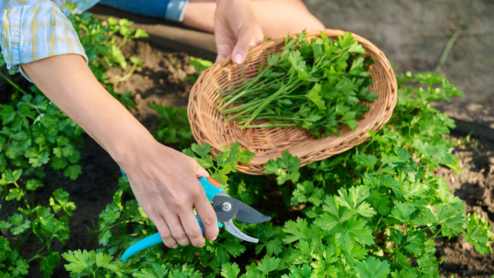 A person using pruning shears to harvest Petroselinum crispum placed in a garden bed with dark brown soil and putting harvested pieces in a woven basket