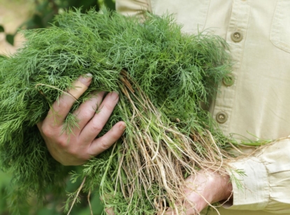 A person working to harvest dill carrying bundles of the herb