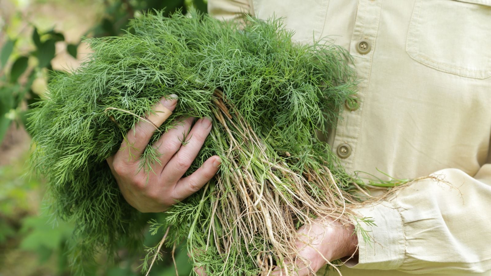 A person working to harvest dill carrying bundles of the herb