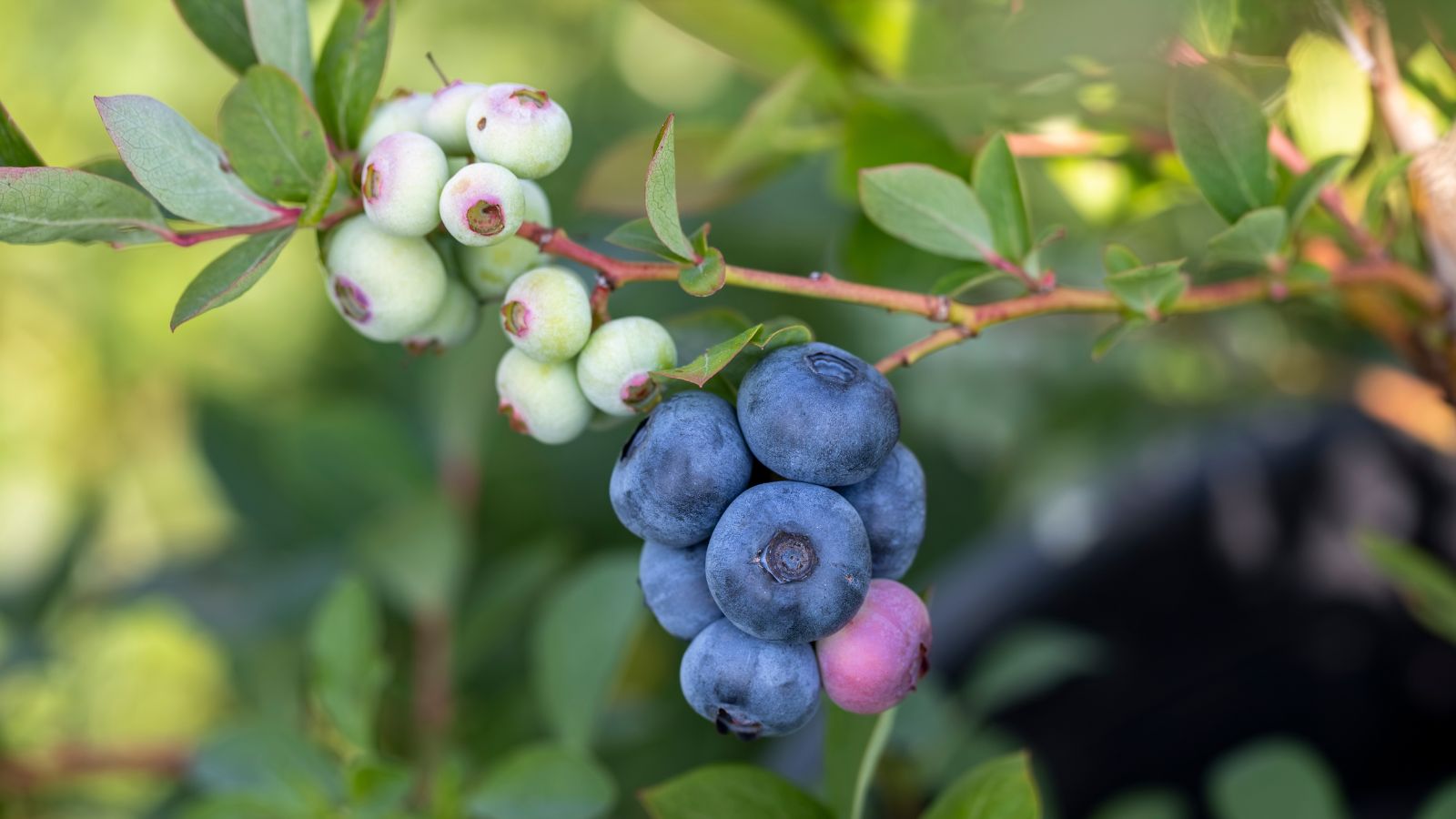 A shot of a branch of a bush and its fruits alongside its leaves in a well lit area