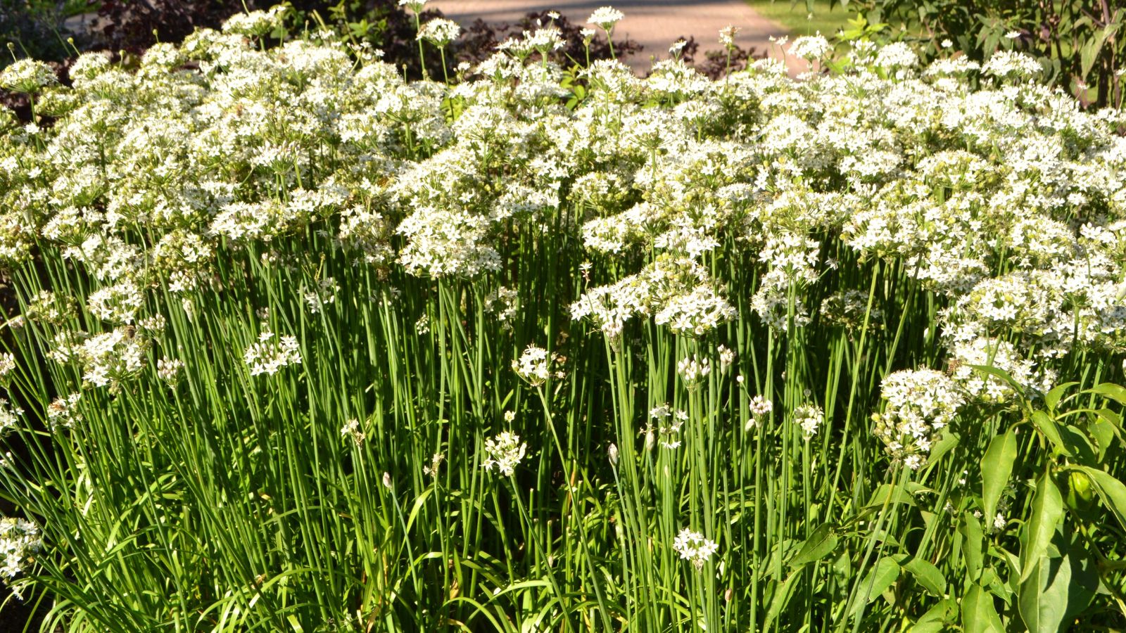 A shot of a composition of flowering allium crops in a well lit area outdoors