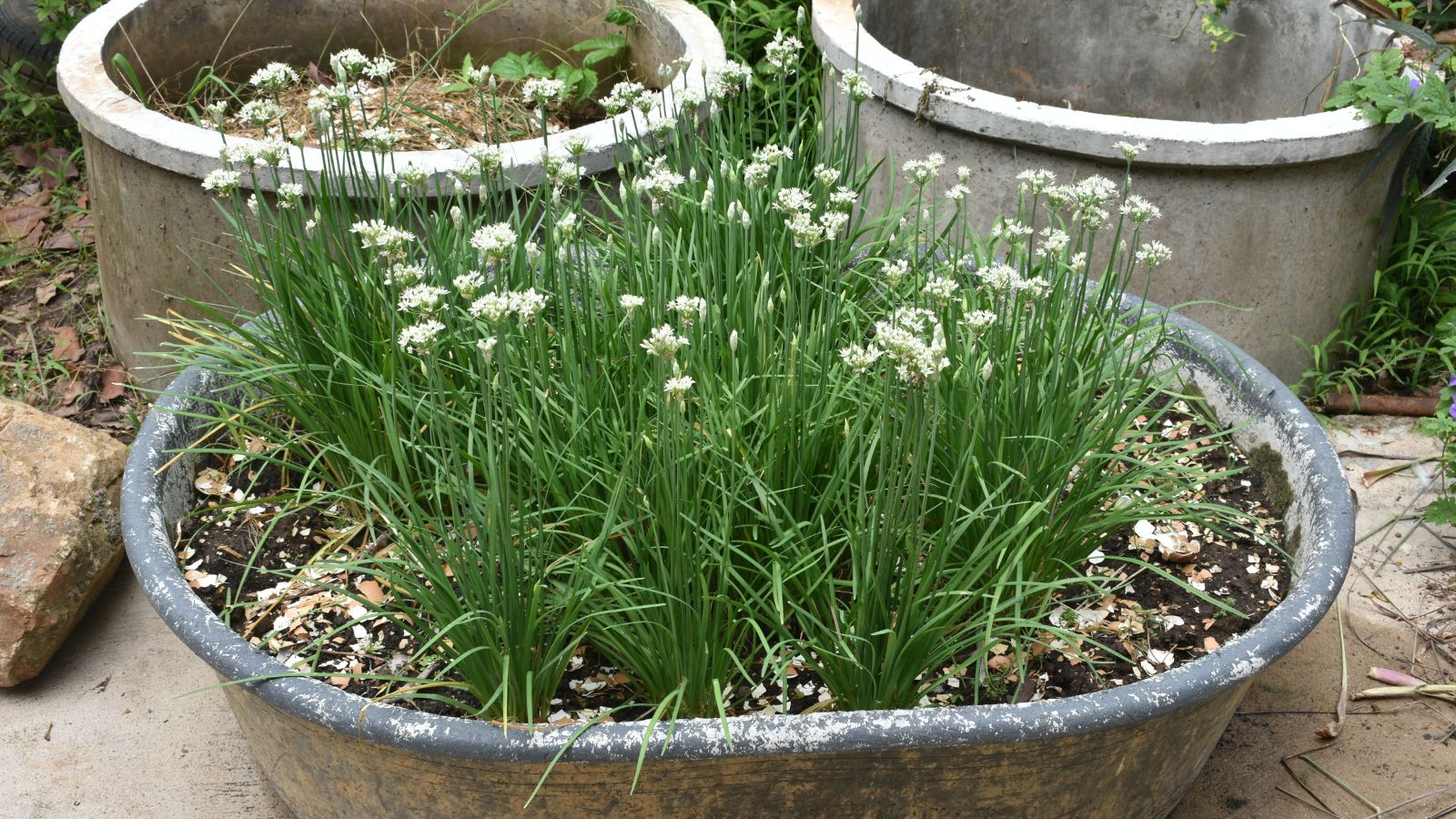 A shot of a developing green colored allium crop on a container outdoors