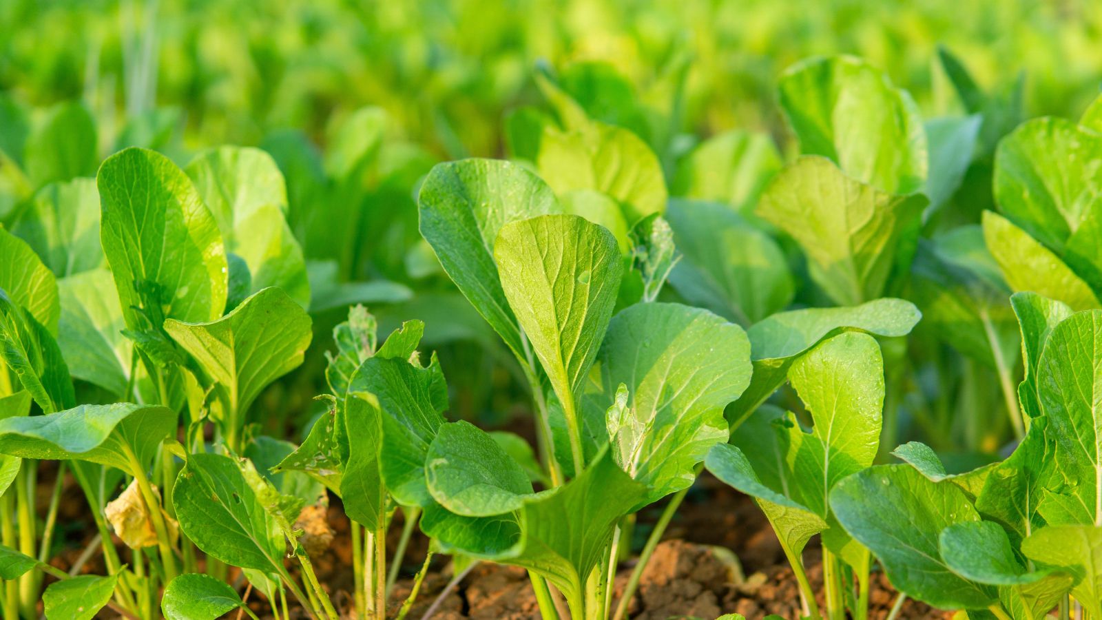 A shot of a field of several growing leafy crops basking in bright sunlight outdoors
