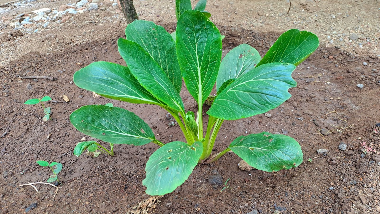 A shot of a growing plant placed in a soil ground outdoors