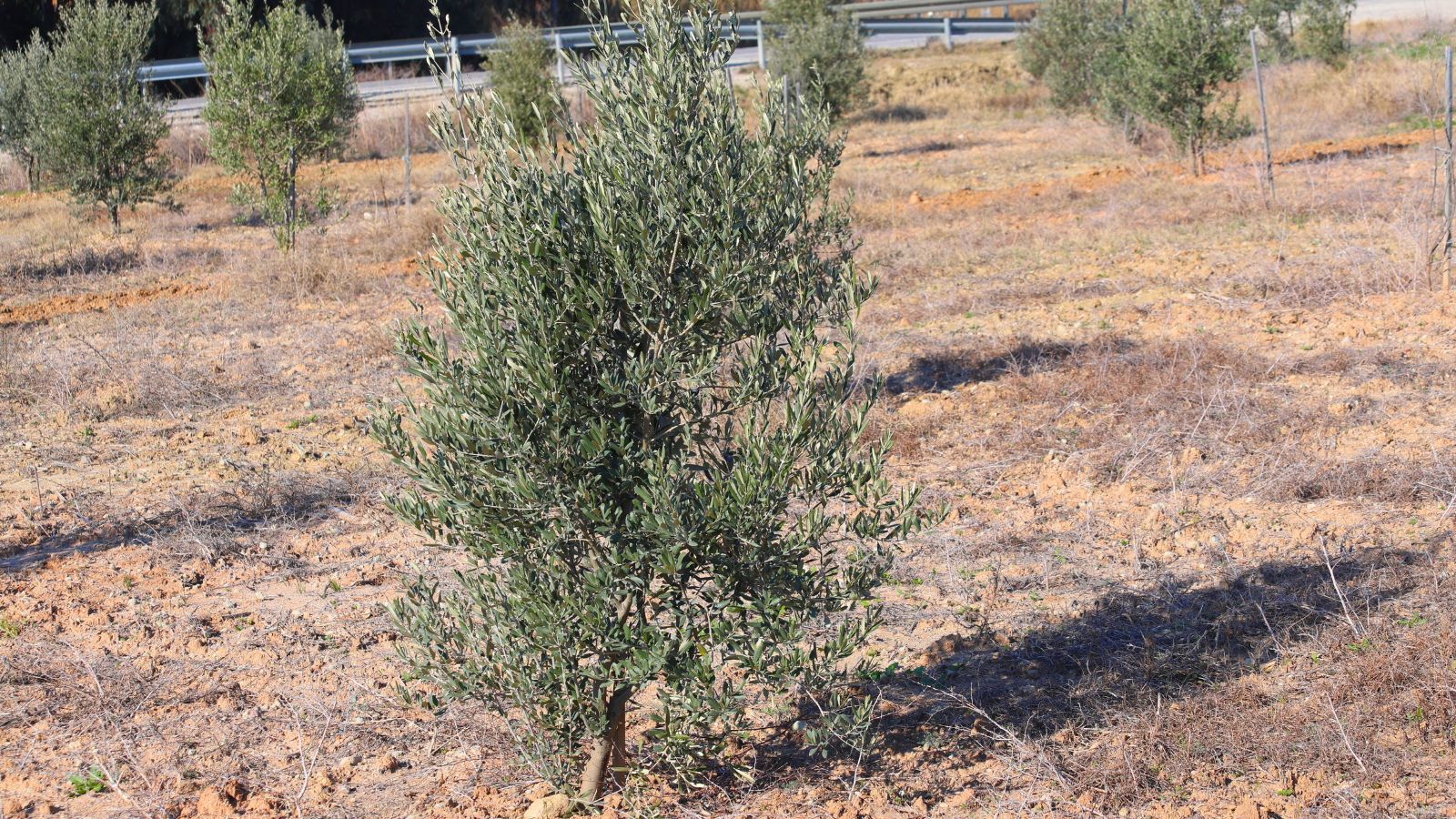 A shot of a large field with several developing saplings outdoors