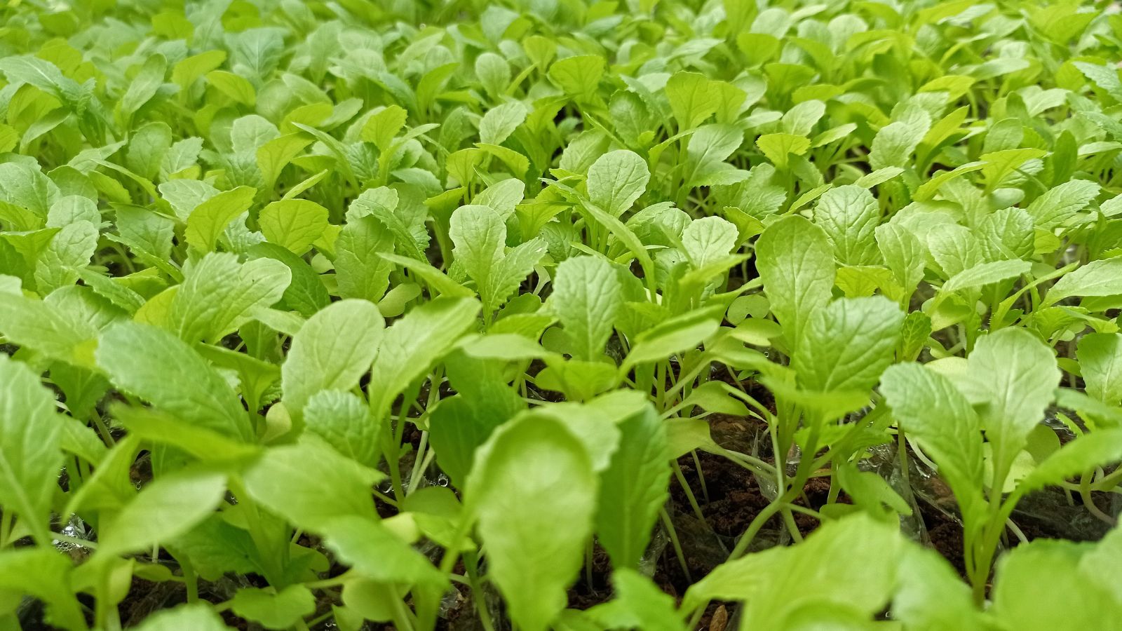A shot of a nursery of several leafy crops