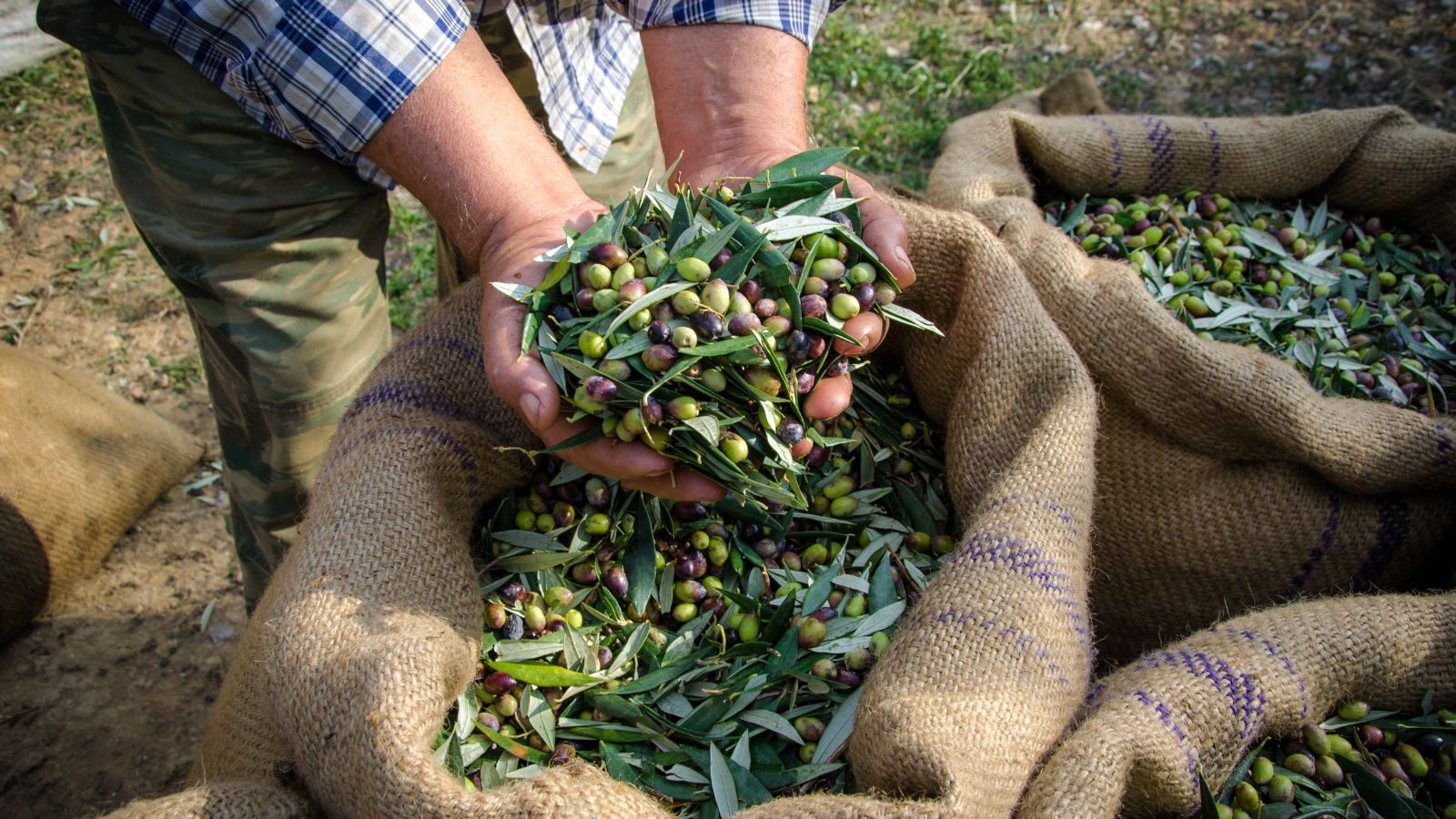 A shot of a person holding a pile of freshly harvested fruits on several sacks