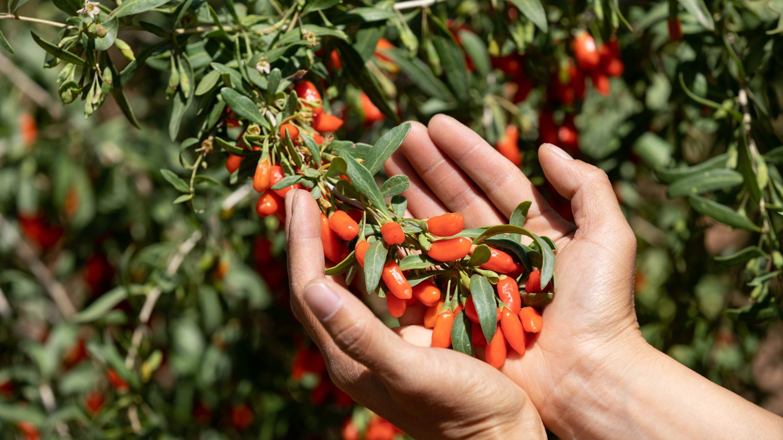 A shot of a person in the process of harvesting red fruits in a well lit area outdoors