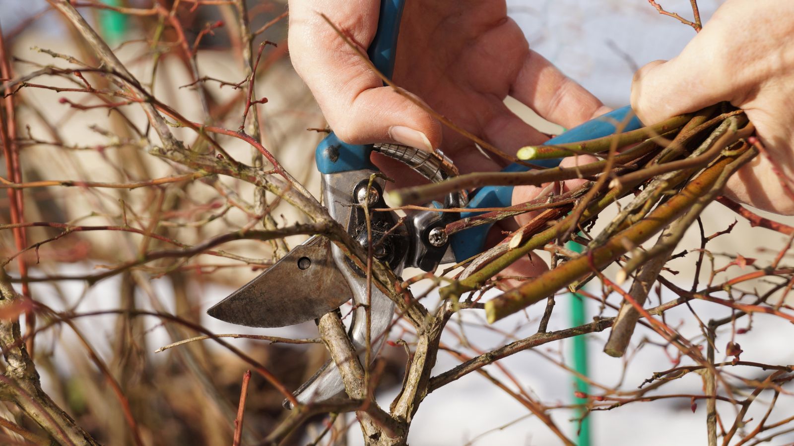 A shot of a person in the process of trimming branches of a bush during winter outdoors