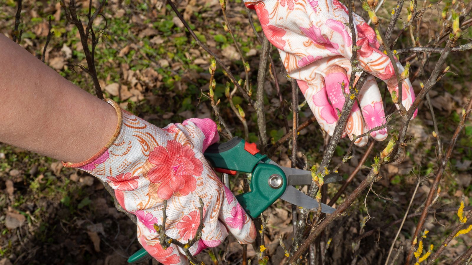 A shot of a person wearing pink floral gloves and is in the process of trimming off branches