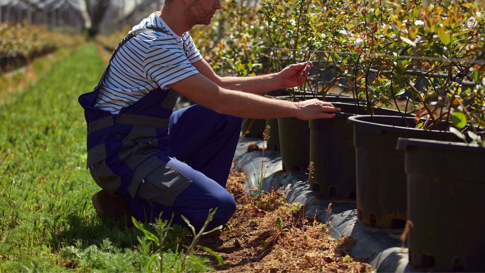 A shot of a person inspecting developing fruit bearing bushes on individual black containers in a well lit area