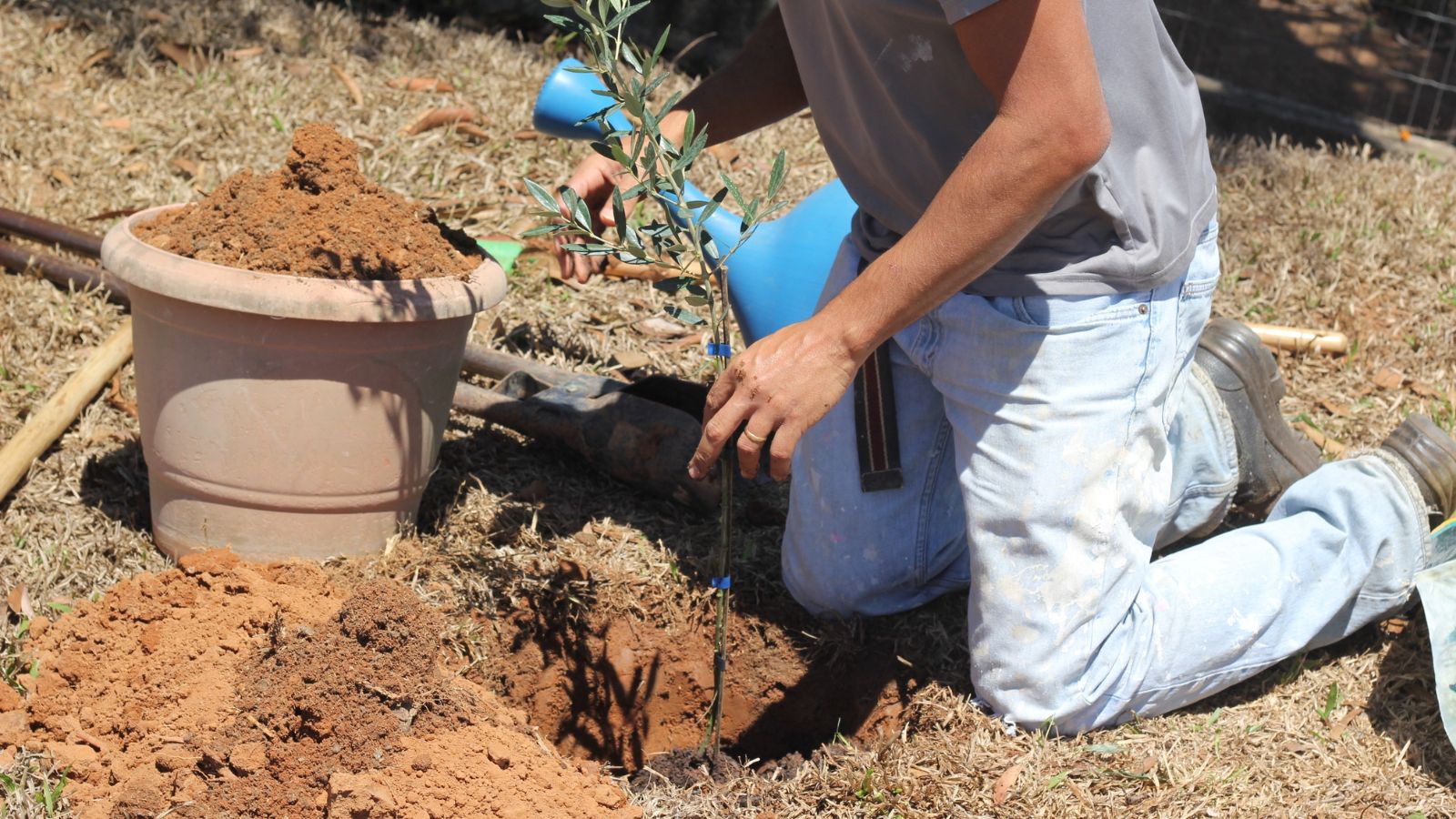 A shot of a person planting a sapling of a fruit bearing tree