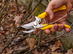 A shot of a person using a hand pruner and in the process of prune blueberries