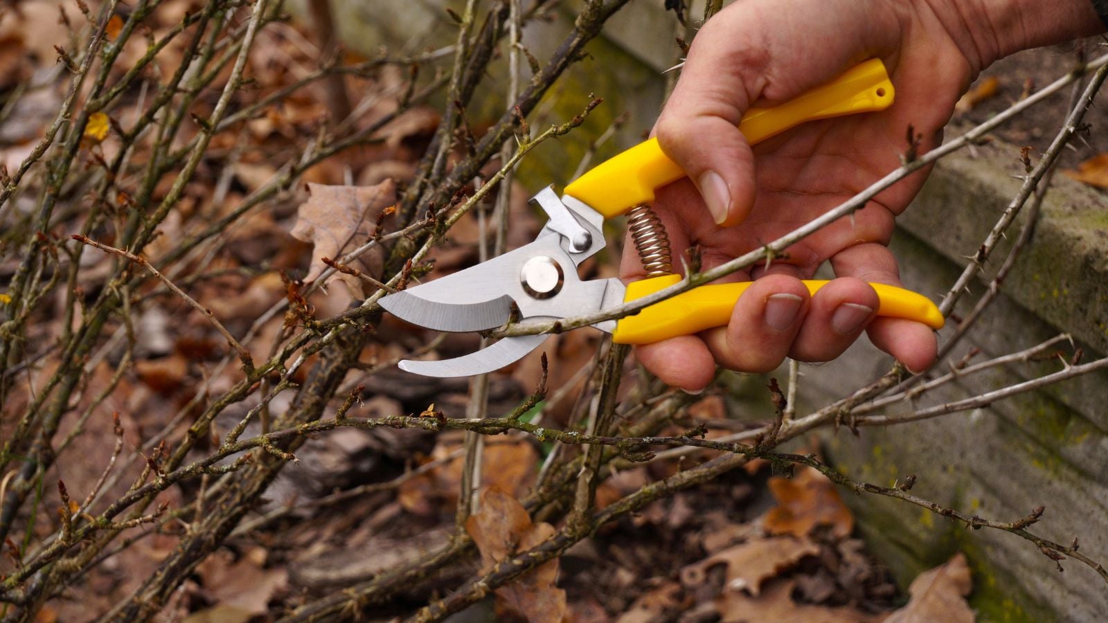 A shot of a person using a hand pruner and in the process of prune blueberries