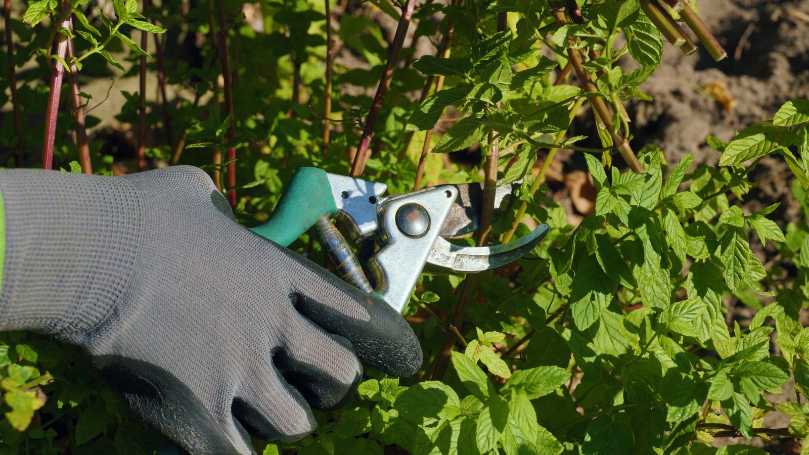 A shot of a person wearing gloves and in the process of trimming a bush in a well lit area