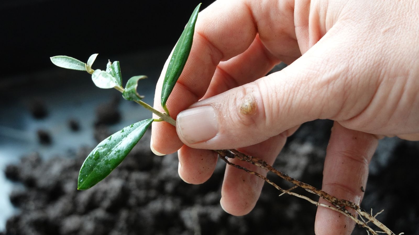A shot of a person's hand holding a cutting of a plant
