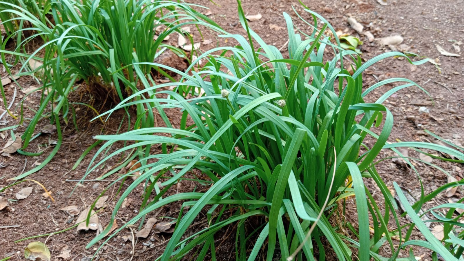 A shot of a row of developing allium crops in rich soil in a well lit area outdoors