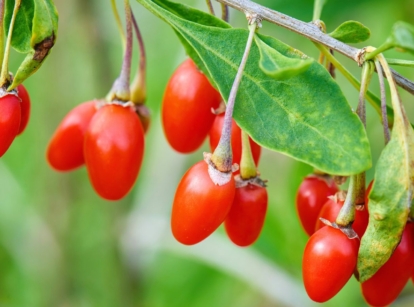 A shot of a row of developing goji berry