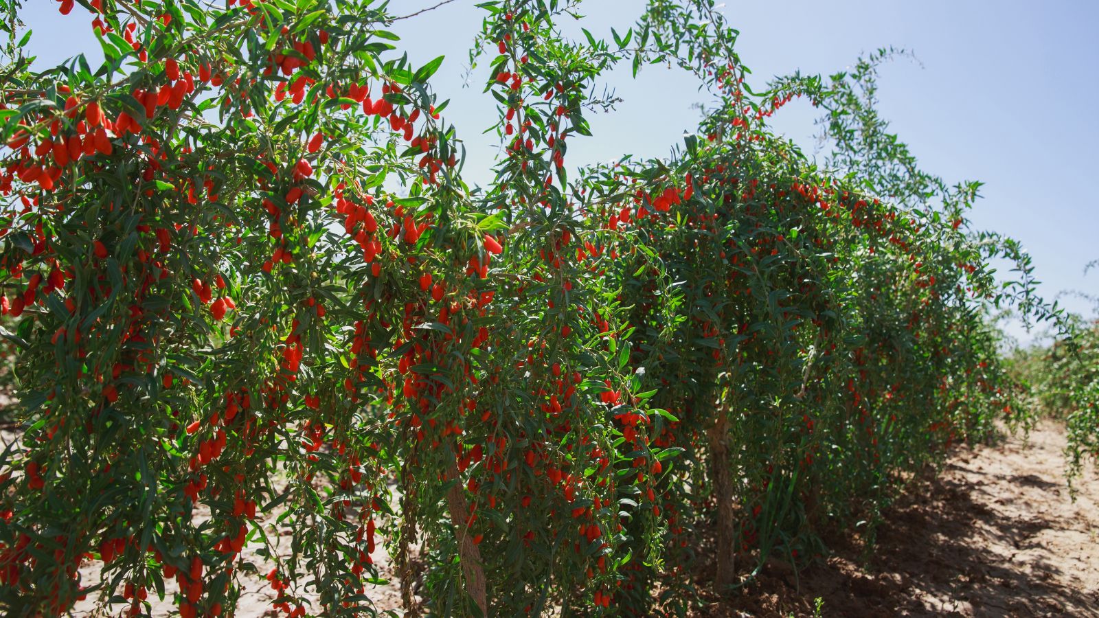 A shot of a row of developing shrubs and their fruits