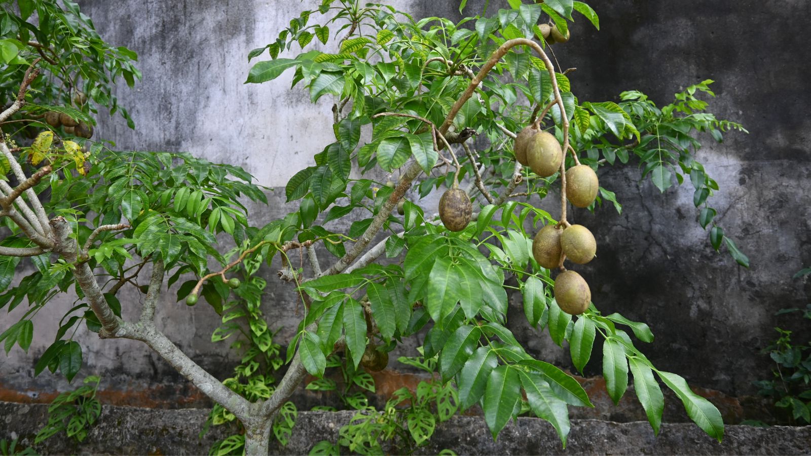 A shot of a sapling and its fruits that is placed in a well lit area outdoors