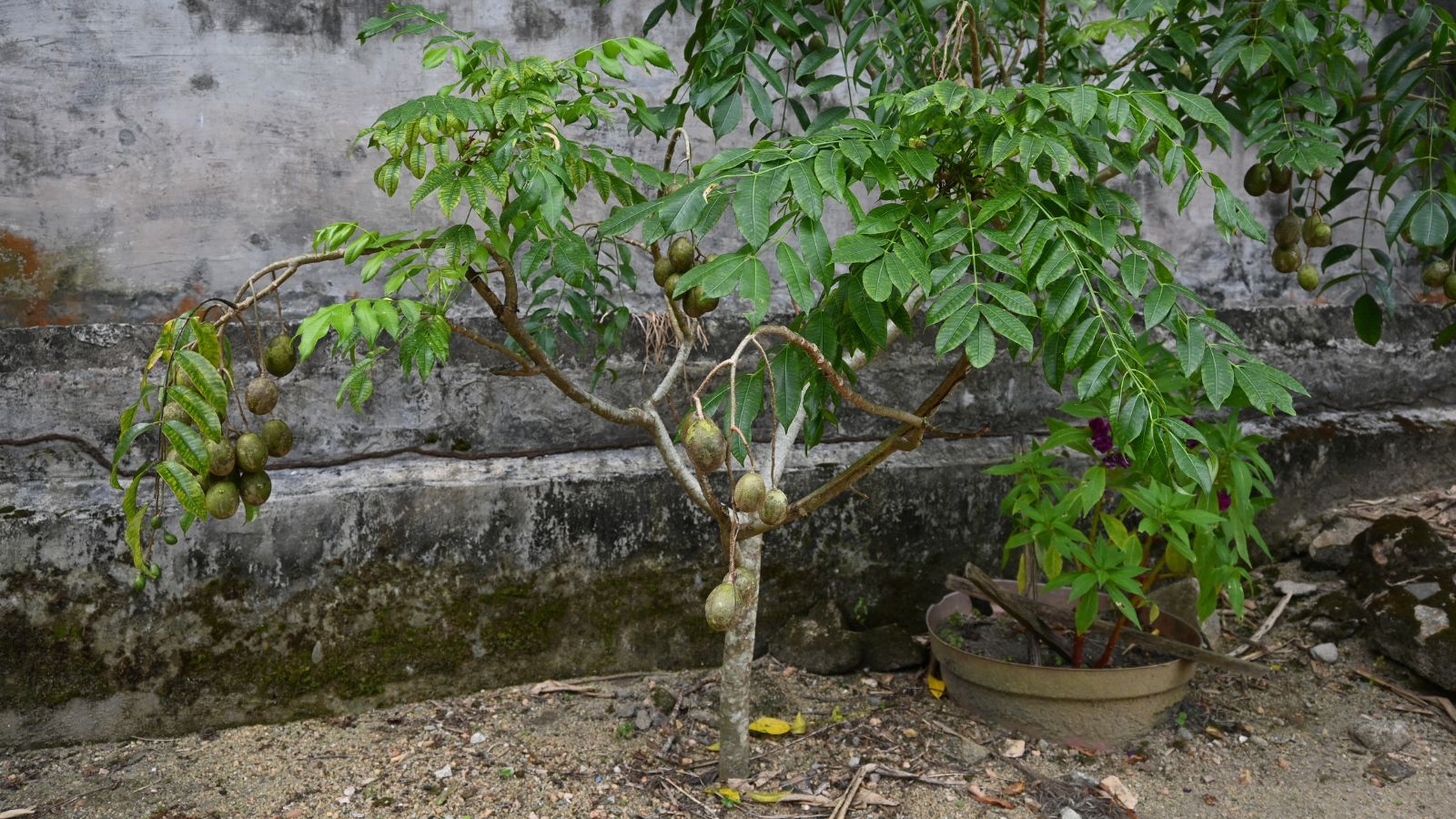 A shot of a sapling that is developing on rich soil in a well lit area outdoors