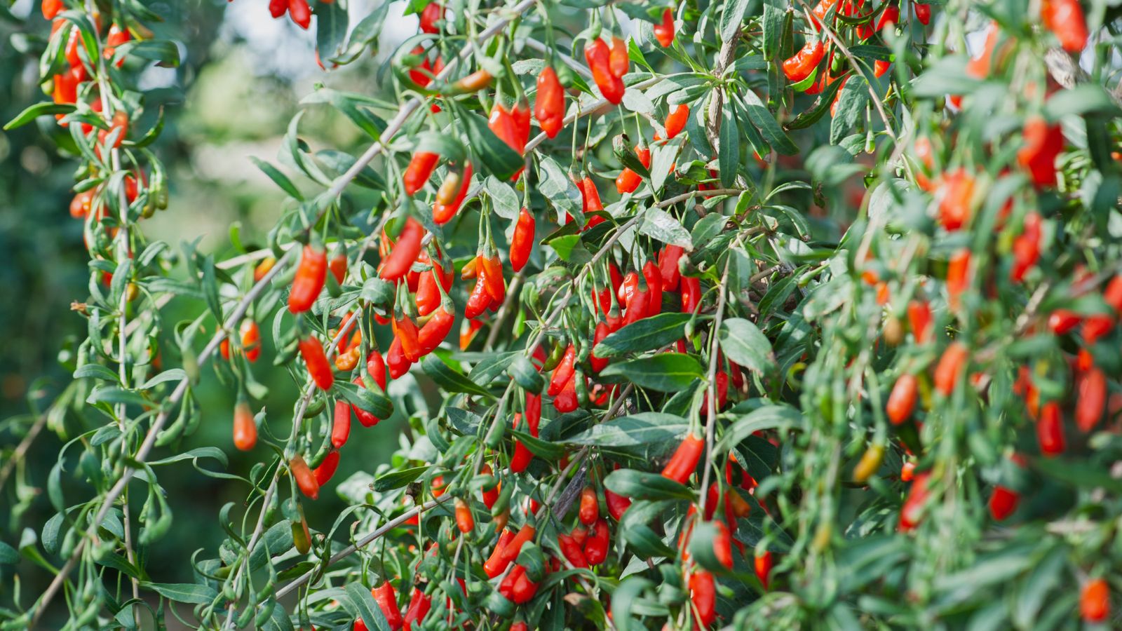 A shot of a shrub and its red fruits in a well lit area outdoors