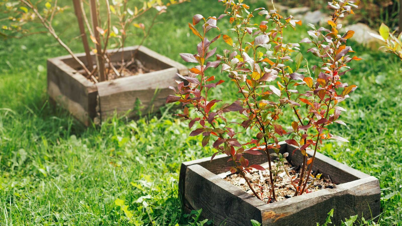 A shot of developing seedlings of a fruit bearing bush on individual containers outdoors