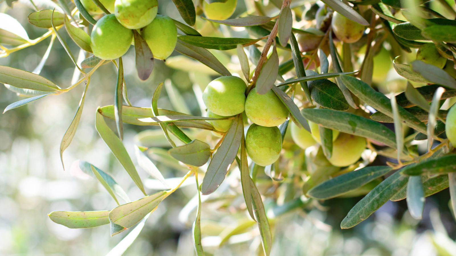 A shot of fruits and leaves of a tree basking in bright sunlight outdoors