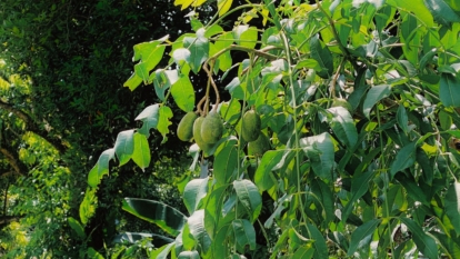 A shot of fruits of a fruit bearing sapling alongside its leaves in a well lit area outdoors