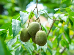 A shot of fruits of a june plum tree