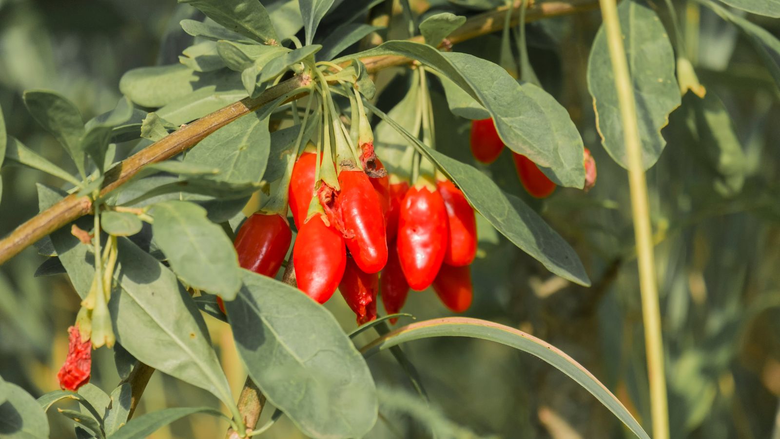 A shot of red fruits alongside its leaves basking in bright sunlight outdoors