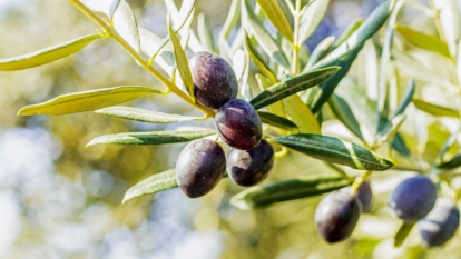 A shot of ripe black colored fruits attached to a branch