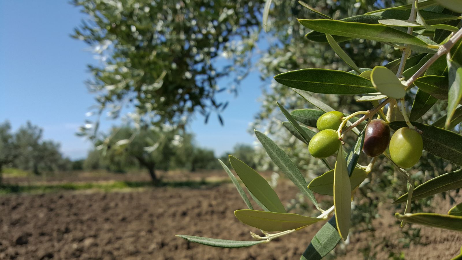 A shot of ripe round fruits growing along a branch with leaves in a well lit area outdoors