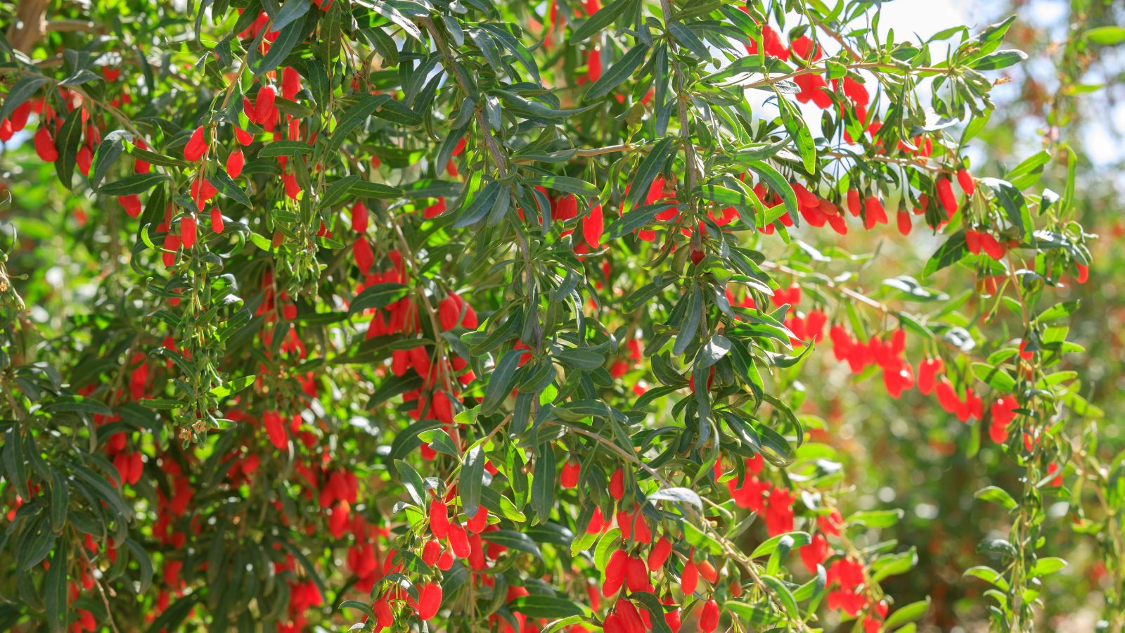 A shot of several branches of a plant and its fruits in a well lit area outdoors