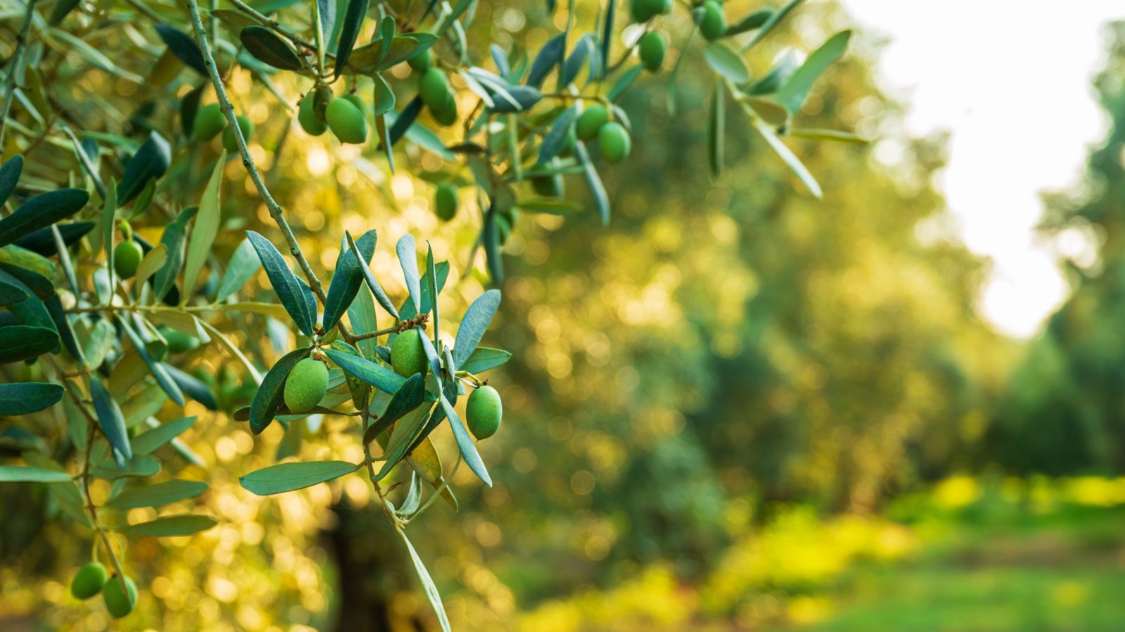 A shot of several developing fruits on a branch of a tree