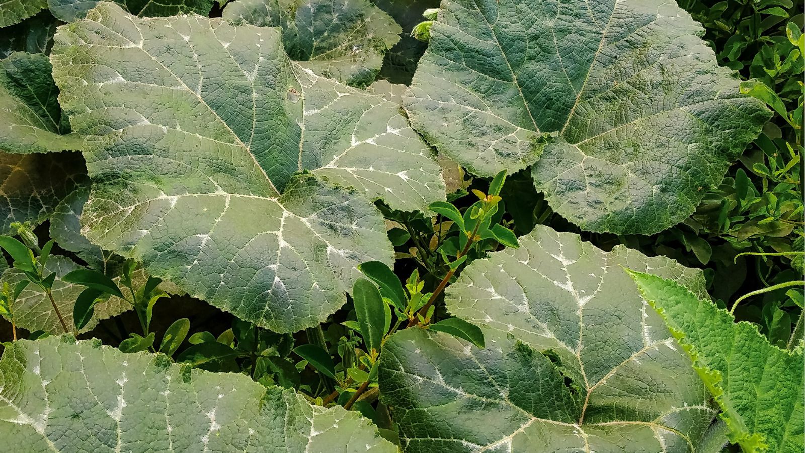 A shot of several developing leaves of crops in a well lit area