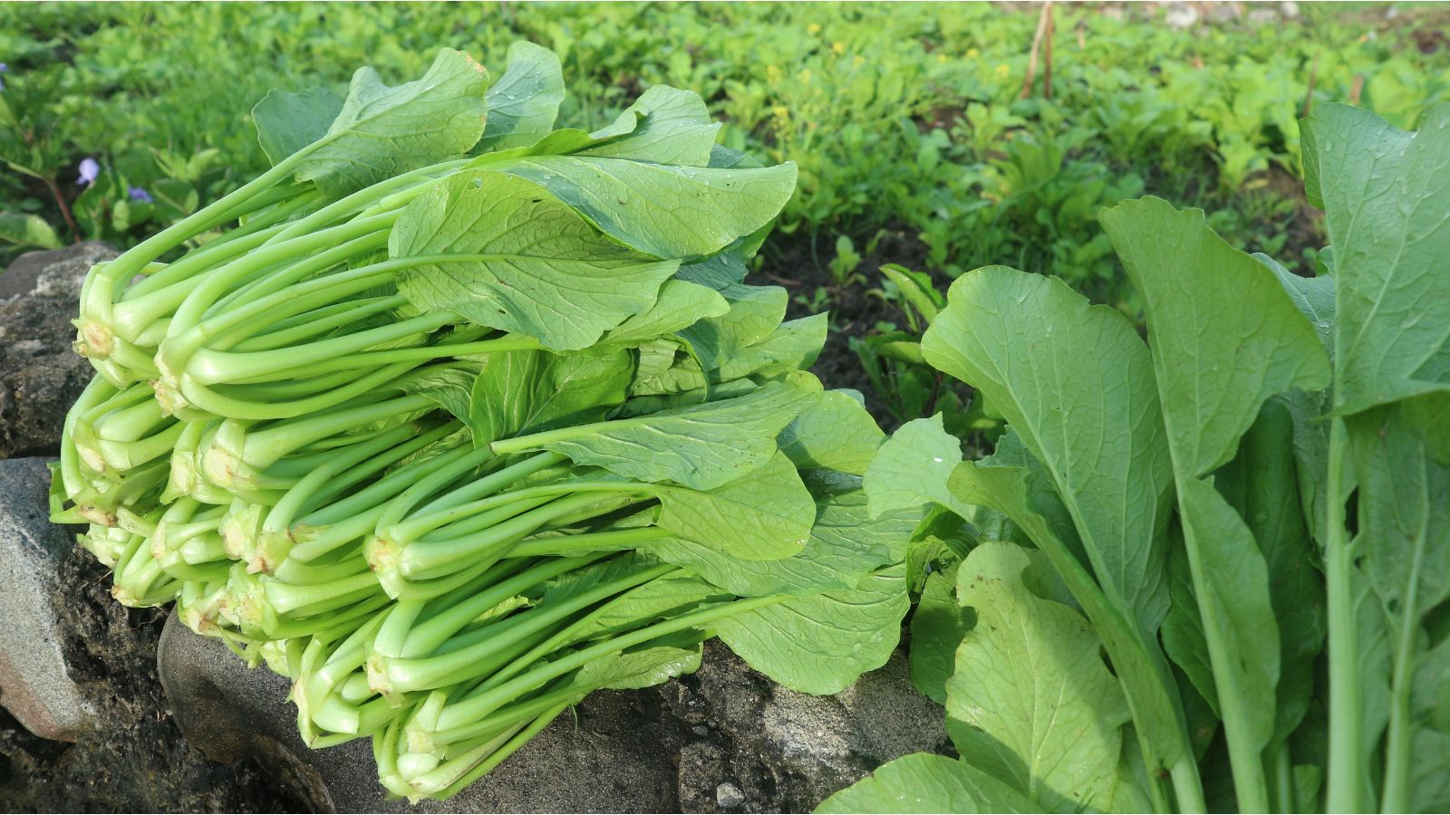 A shot of several freshly harvested leafy crops