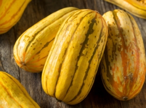 A shot of several freshly harvested delicata squash