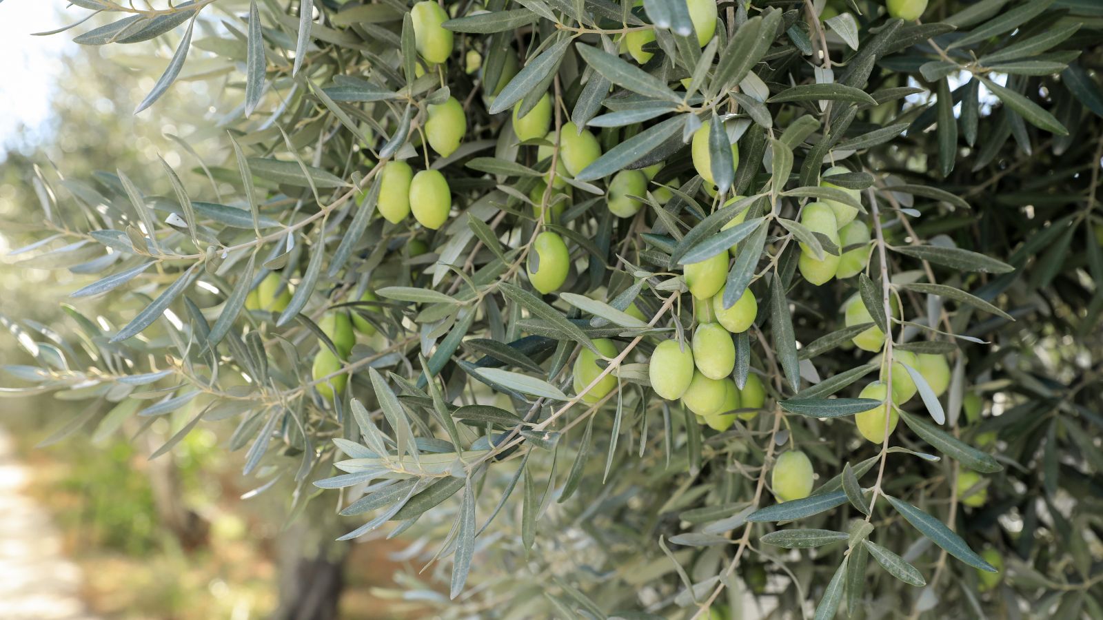 A shot of several fruits and leaves of a fruit bearing tree