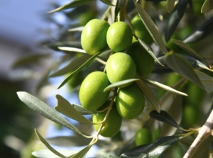 A shot of several fruits growing along a branch showcasing olives