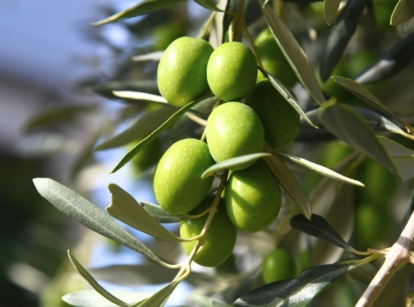 A shot of several fruits growing along a branch showcasing olives