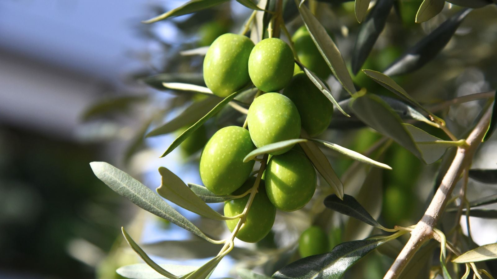 A shot of several fruits growing along a branch showcasing olives