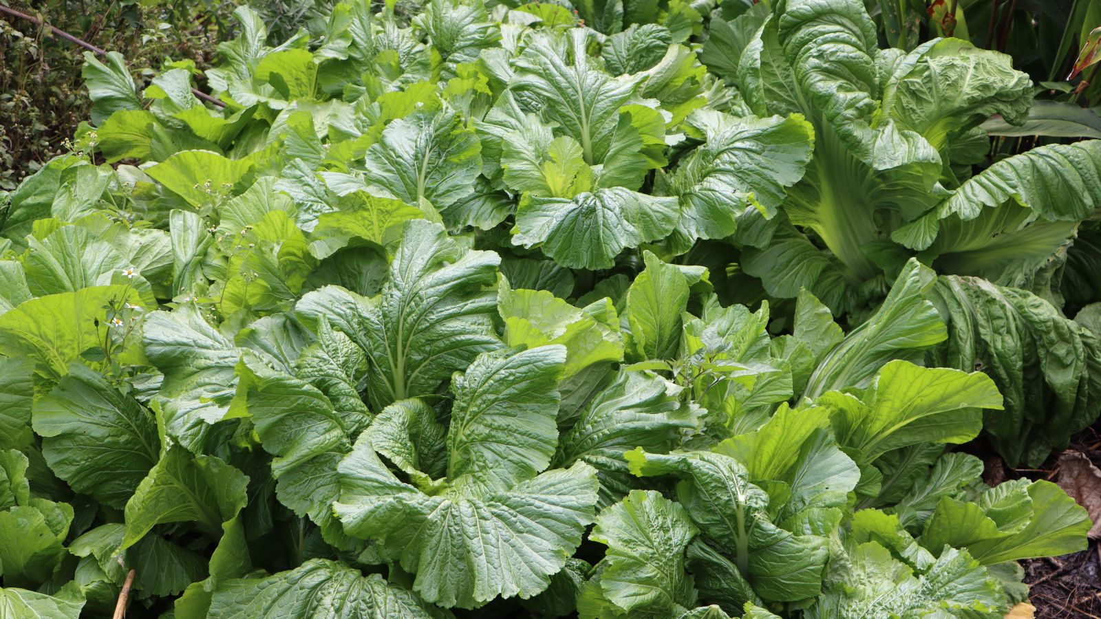 A shot of several green leaves of a leafy crop in a well lit area outdoors