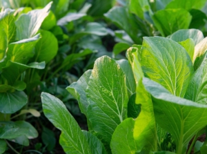 A shot of several leaves of developing mustard greens