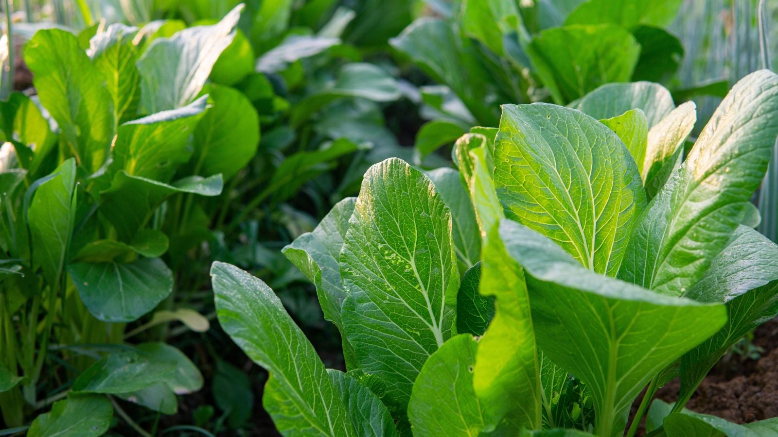 A shot of several leaves of developing mustard greens, appearing lovely and healthy