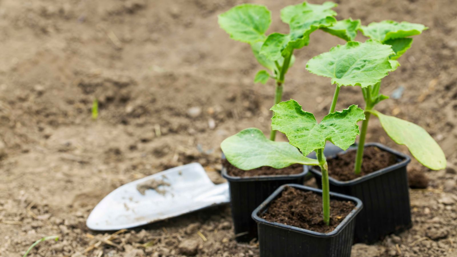 A shot of several seedlings of a crop in a well lit area outdoors