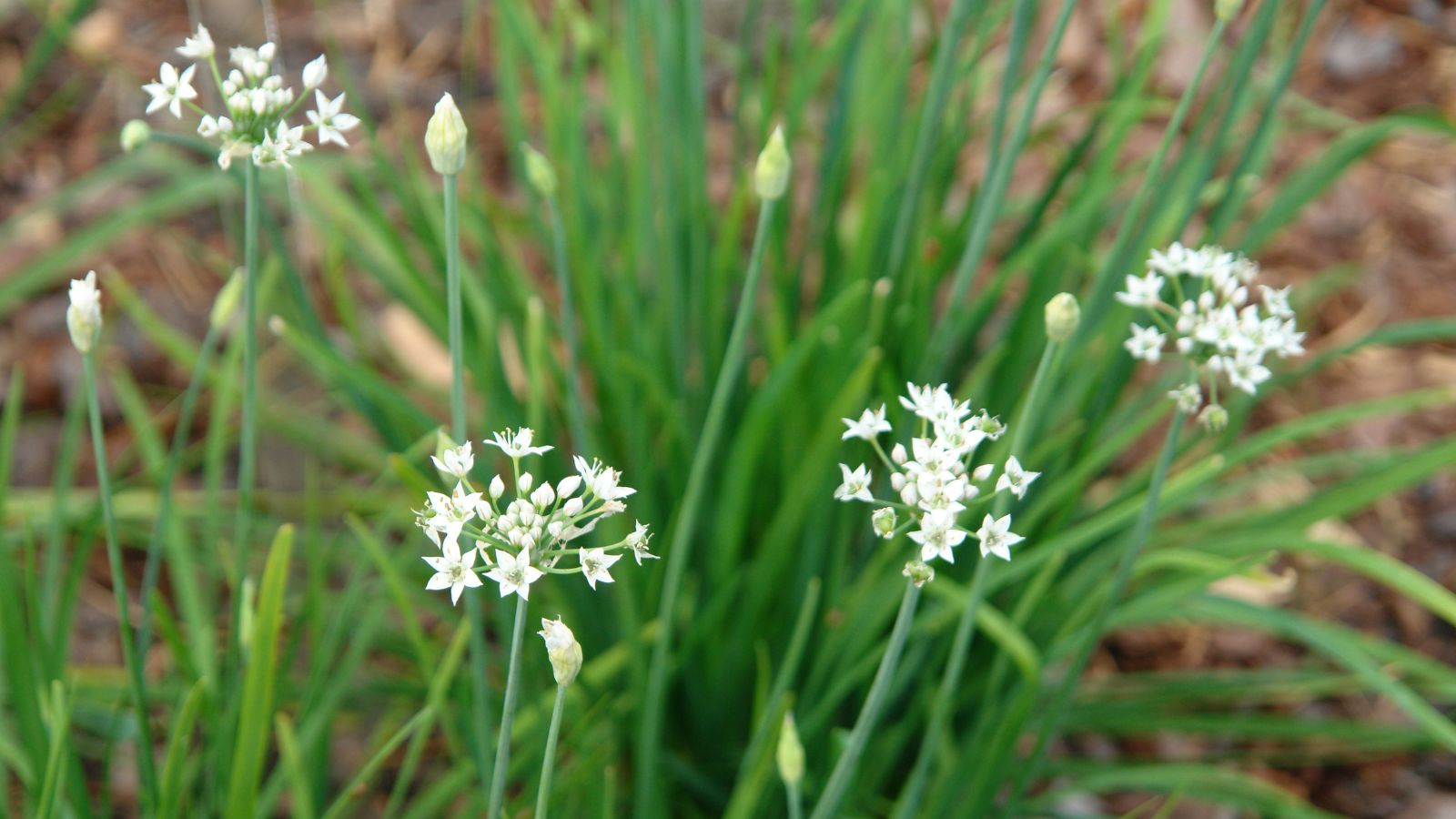A shot of white flowers and green leaves of allium crops
