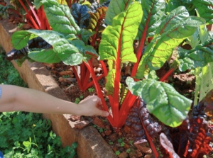 An overhead and close-up shot of a person's hand in the process of inspecting vibrant stems of a leafy green, showcasing growing swiss chard