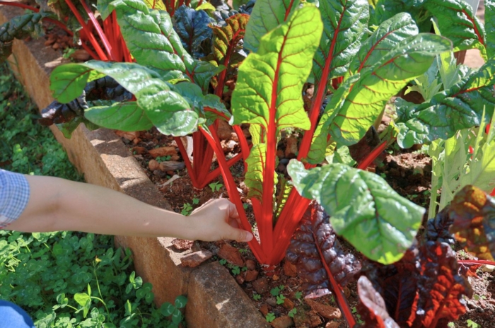 An overhead and close-up shot of a person's hand in the process of inspecting vibrant stems of a leafy green, showcasing growing swiss chard